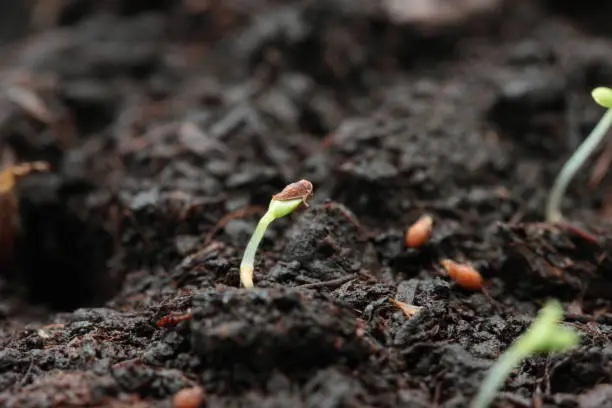 Small strawberry sprout in the soil. Strawberry seed germination.