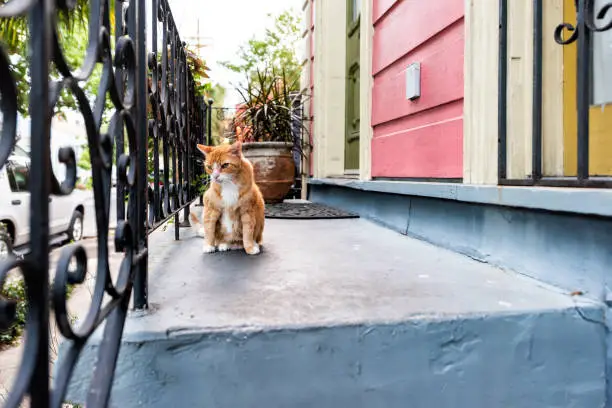Stray orange ginger cat sitting on porch sidewalk street in New Orleans, Louisiana by house home entrance closeup steps