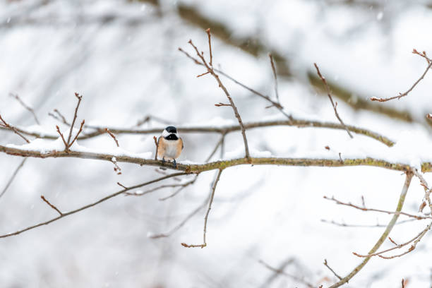 istock Small black-capped chickadee, poecile atricapillus, tit bird perched on tree branch in Virginia during winter snow weather snowflakes falling on orange feathers 1129425675