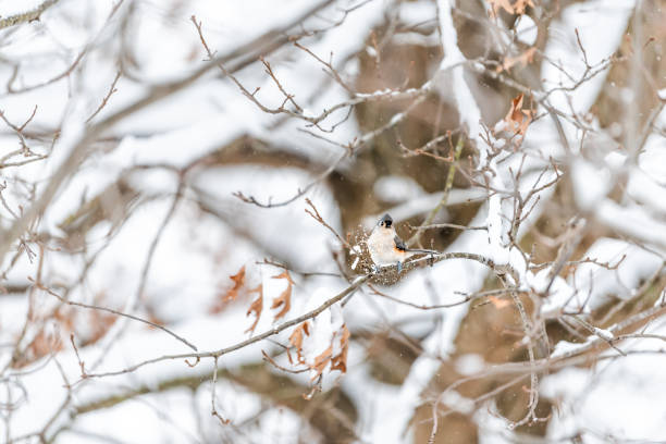 무거운 겨울 눈 모션 액션에 눈 조각으로 버지니아에서 다채로운 중 나뭇가지에 자리 잡고 앉아 tufted 팃 titmice 새 - 11819 뉴스 사진 이미지