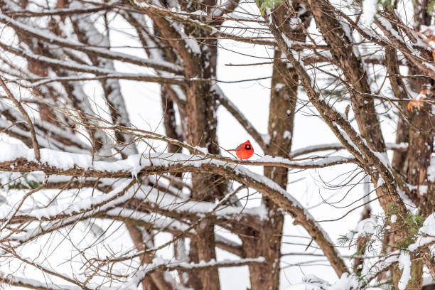 istock One red northern cardinal, Cardinalis, bird perched far distant on tree branch during heavy winter snow colorful in Virginia standing out 1129425791