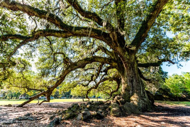 la più antica quercia viva del sud nel parco audubon di new orleans nella giornata di sole con muschio spagnolo appeso nel garden district e primo piano di un fitto tronco dell'albero della vita - sky forest root tree foto e immagini stock