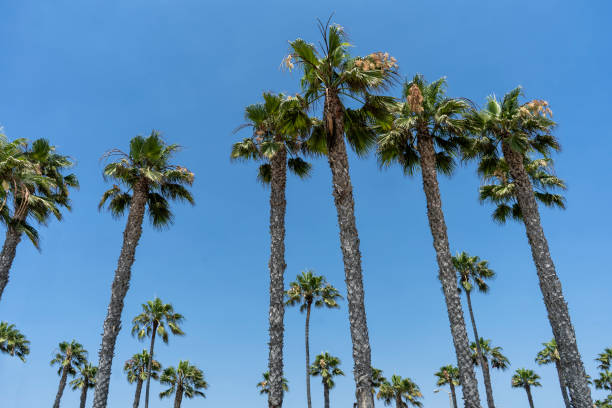 istock Palm trees in the sun with a blue sky background 1129426085