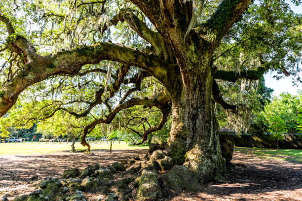 viejo roble sur en el parque audubon de nueva orleans en día soleado de primavera con colgante musgo español en garden district y cerca del tronco grueso árbol de la vida - audubon park zoo fotografías e imágenes de stock