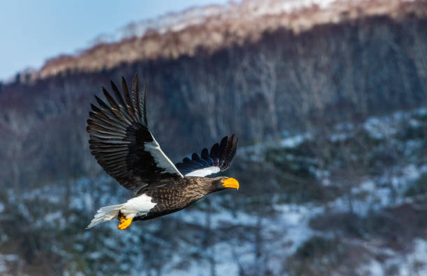istock Adult Steller's sea eagle in flight. 1129427213
