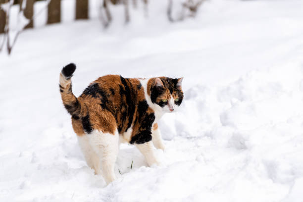 gatto calico infelice all'aperto nel cortile di casa durante la tempesta di neve innevata da recinzione di legno in giardino su prato curioso esplorare - 11828 foto e immagini stock