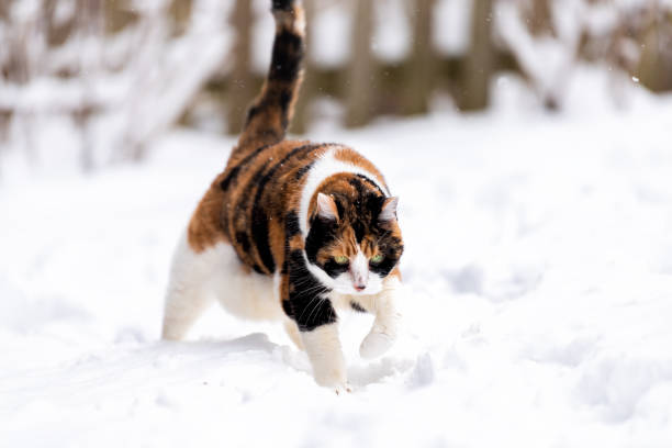 calico katze draußen im freien im garten bei schnee schnee schneesturm von holzzaun garten rasen gehen neugierig erkunden - 11829 stock-fotos und bilder