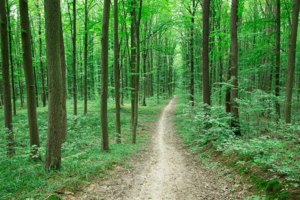 istock Forest trees. nature green wood sunlight backgrounds 1129427455