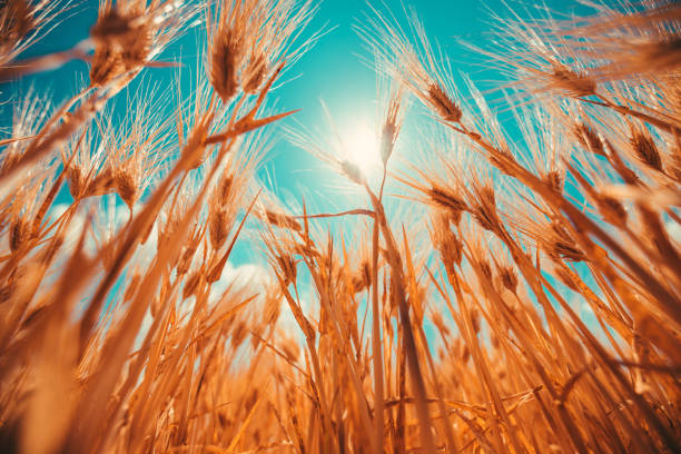 Growing barley crops in cultivated field, low angle view
