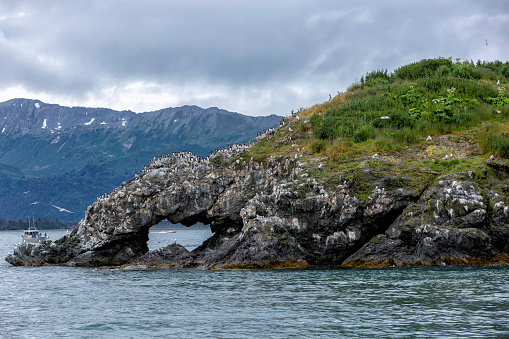 Gulls and other wildlife thickly inhabit a rocky Gull Island near Homer, Alaska