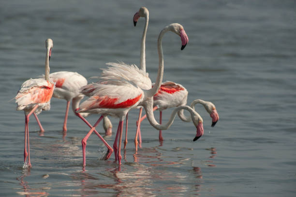 istock Greater Flamingo Birds 1129430409