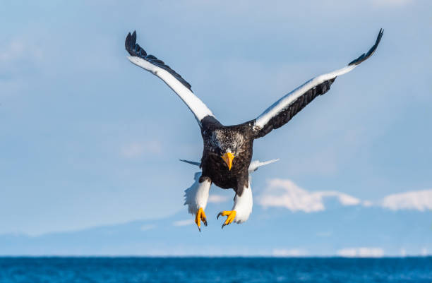 istock Adult Steller's sea eagle in flight. 1129430617