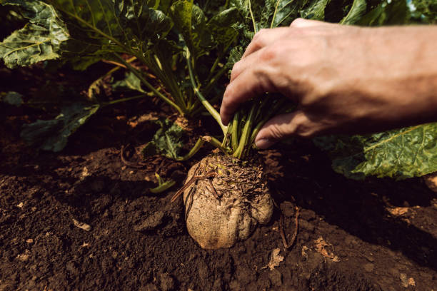 istock Farmer extracting organically grown sugar beet 1129430897