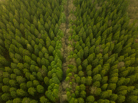 Aerial view of a pine forest in winter, Moate Park, Roscommon, Ireland.