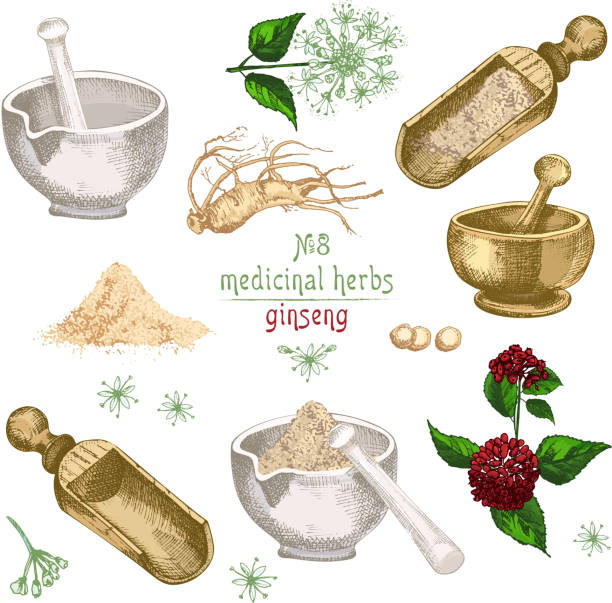 ilustraciones, imágenes clip art, dibujos animados e iconos de stock de realista dibujo colorido botánico de raíz de ginseng, flores, bayas, botella, mortero y maja aislado en blanco - ginseng isolated root herbal medicine