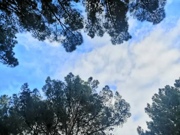 Clouds against a background of trees.