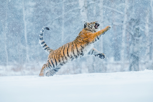 Retrato de tigre en invierno. Tigre en la naturaleza salvaje del invierno. Escena de acción fauna, animales peligro. photo
