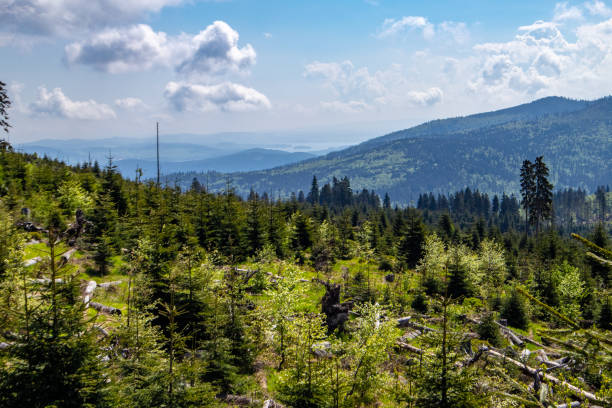 istock Replacement for the environment Damaged trees in the Bohemian Forest 1129432149