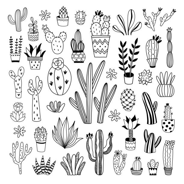 37,500+ Cactus Drawings Stock Illustrations, Royalty-Free Vector ...