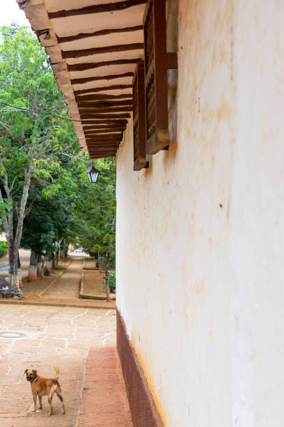 istock Dog in Colonial Barichara 1129433913