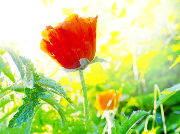 восточный мак в солнечный день крупным планом - oriental poppy poppy leaf close up стоковые фото и изображения