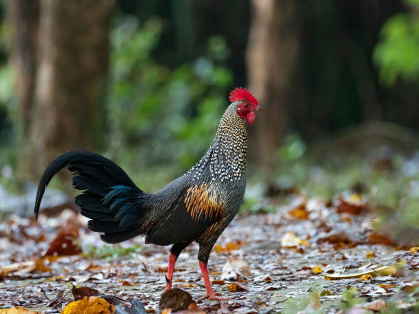 Male Grey Junglefowl (Gallus sonneratii). Tattekkad, Kerala, India An erect roster in profile gallus gallus stock pictures, royalty-free photos & images