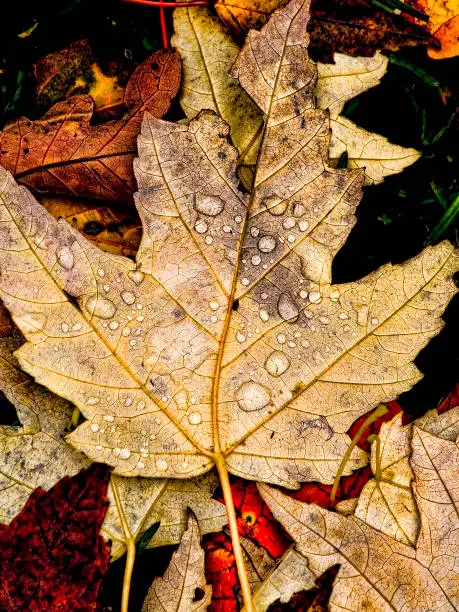 Autumn leaves on the ground with drops of water on the central leaf