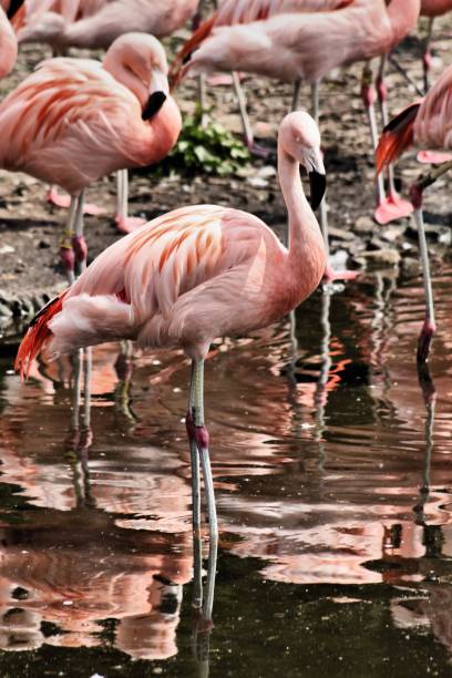 istock A view of a Flamingo 1129438196