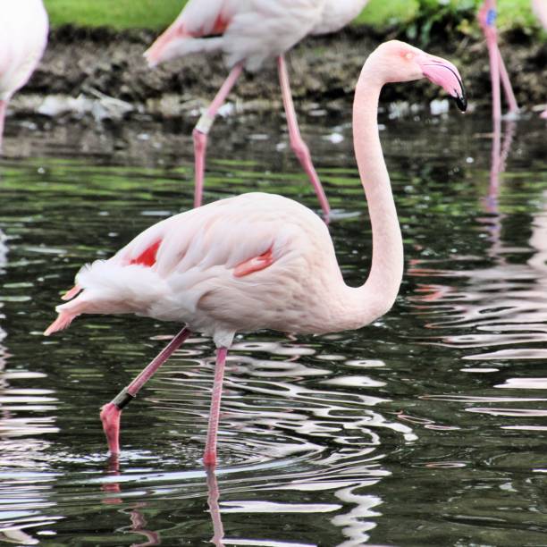 istock A view of a Flamingo 1129438249