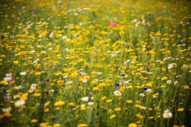 istock meadow of wild flowers 1129440551