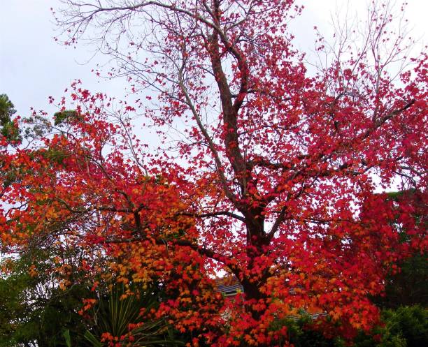 istock Tree with colorful leafs on a autumn day 1129441241