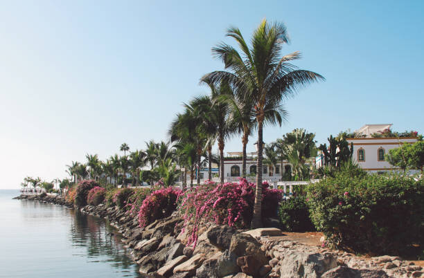 istock Palm Trees By Sea Against Clear Sky 1129441463