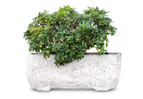 istock One small plant for garden design 1129442577