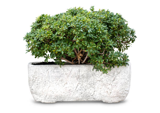 istock One small plant for garden design 1129442578