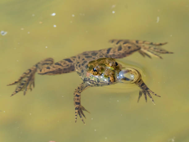 istock Common Skittering Frog (Euphlyetis Cyanophlyctis). The Nilgiris, Tamal Nadu, India 1129442647