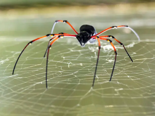 Photo of Black Wood Spider (Nephila kuhlii). Munnar, Kerala, India