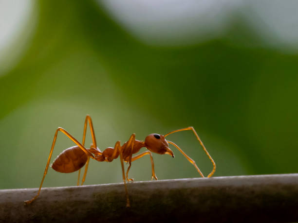 istock Green Tree Ant (Oecophylla smaragdina). Wayaana, Kerala, India 1129443178