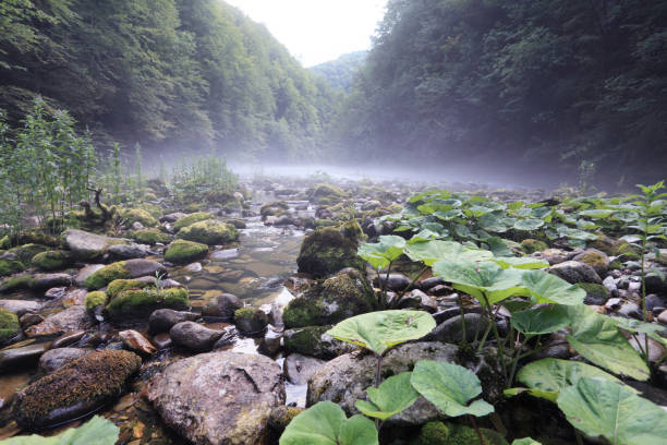 source of kupa river - river kolpa imagens e fotografias de stock