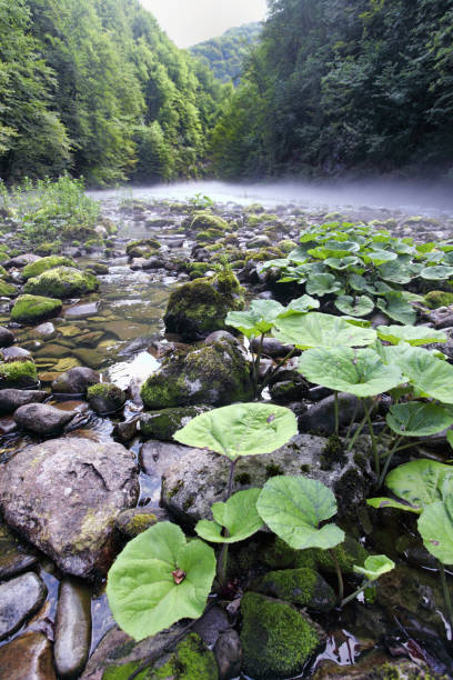 source of kupa river - river kolpa imagens e fotografias de stock