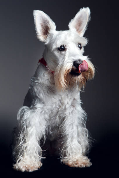 istock Cute dog licking his snout 1129444787