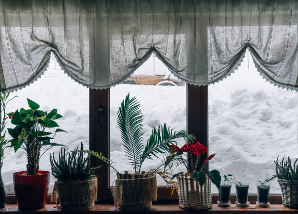 istock Potted Plants On Table At Home 1129444790