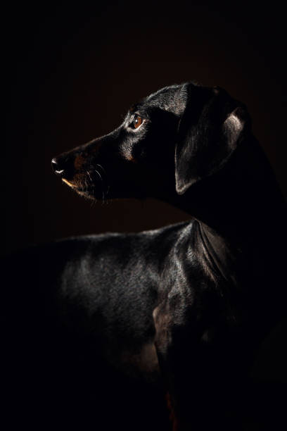 retrato de perfil oscuro dachshund perro - low key lighting flash fotografías e imágenes de stock