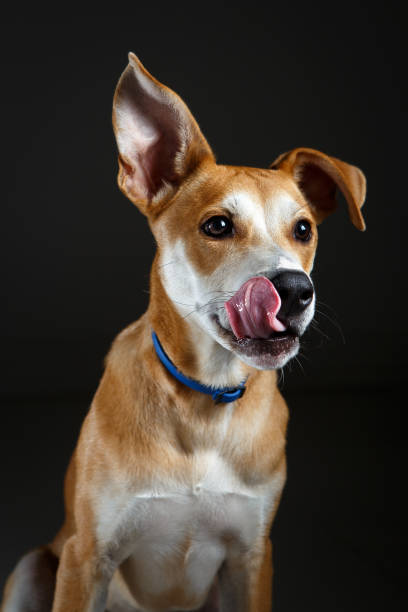 istock Cute dog licking his snout 1129444878
