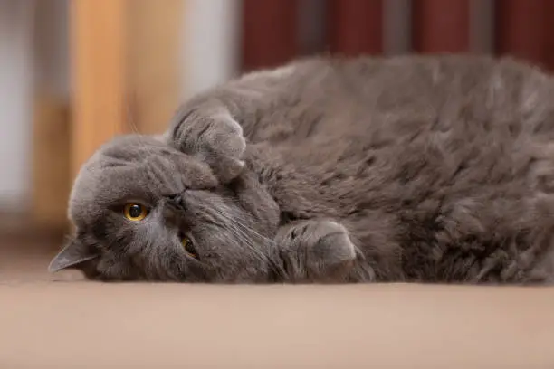 Gray fluffy British cat lies on the floor.