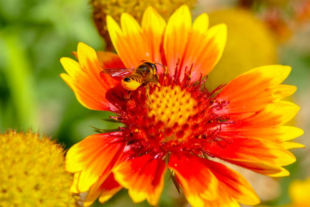 istock Beautiful  Bee macro in green nature 1129445798