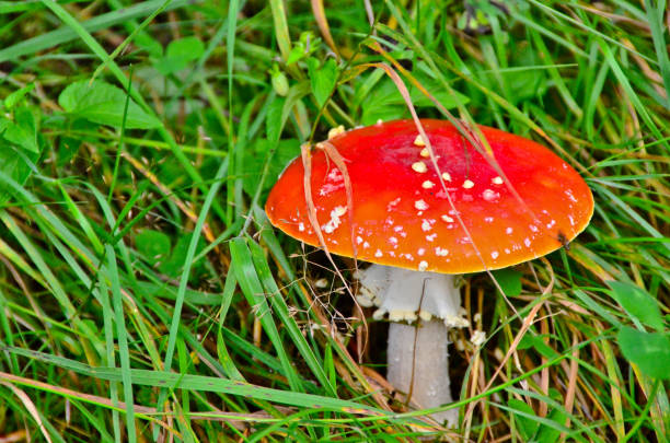 istock Mushrooms - the realm of nature 1129445818