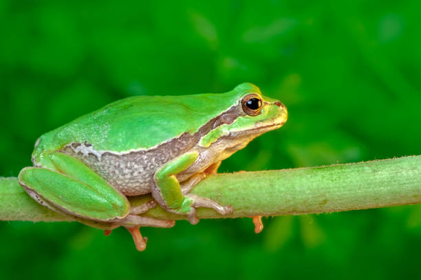 istock Beautiful Europaean Tree frog 1129445828