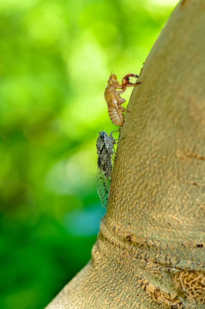 istock Beautiful nature scene macro cicada molting 1129445878