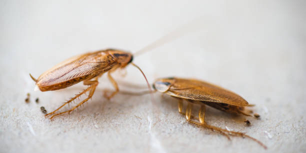 istock Macro photo of cockroaches 1129445978