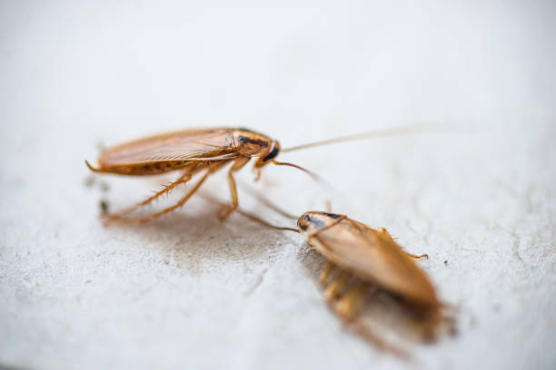 istock Macro photo of cockroaches 1129445992